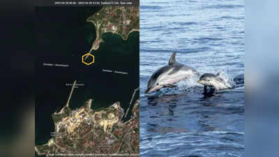 Black Sea: काला सागर में मछलियां कर रहीं रूसी नौसेना की सुरक्षा, डॉल्फिन्स को दी खास ट्रेनिंग, सैटेलाइट तस्वीरों में खुलासा