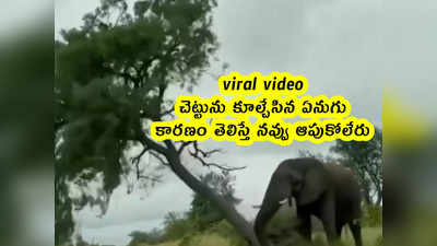 viral video: చెట్టును కూల్చేసిన ఏనుగు.. కారణం తెలిస్తే నవ్వు ఆపుకోలేరు