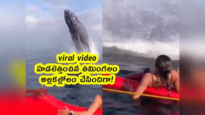 viral video: హడలెత్తించిన తిమింగలం.. అల్లకల్లోలం చేసిందిగా! 