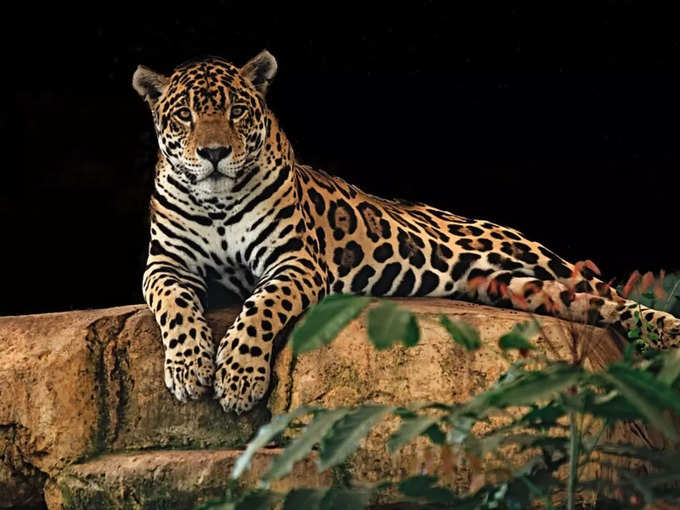 జాగ్వార్ (jaguar) అనే పదం.. అమెరికా గిరిజనుల పదమైన యాగ్వార్ (yaguar) నుంచి వచ్చింది. దాని అర్థం ఒక్క పంజా దెబ్బతో చంపేసేది