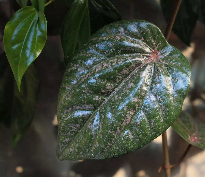 Betel Leaf Remedy