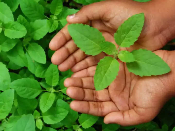 तुळशीची पाने