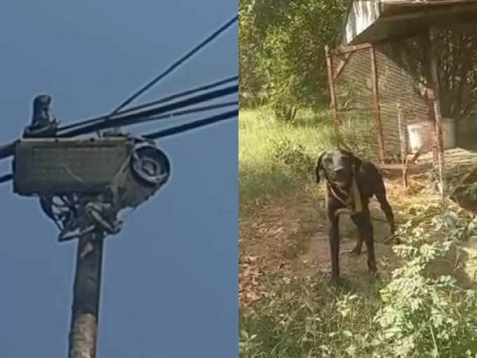 खूंखार कुत्ते और सीसीटीवी कैमरे से निगरानी