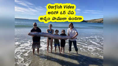 Oarfish Video: అదిగో ఓర్ చేప.. అచ్చం పాములా ఉందిగా..