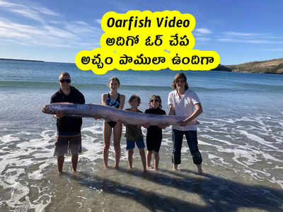 Oarfish Video: అదిగో ఓర్ చేప.. అచ్చం పాములా ఉందిగా..