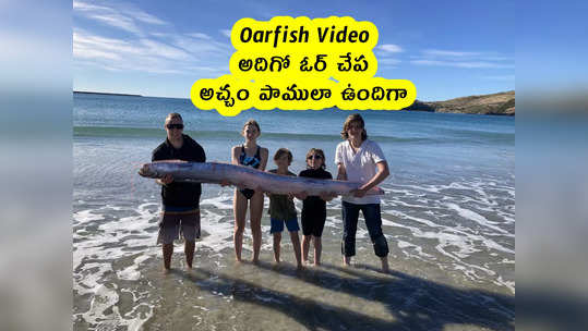 Oarfish Video: అదిగో ఓర్ చేప.. అచ్చం పాములా ఉందిగా.. 