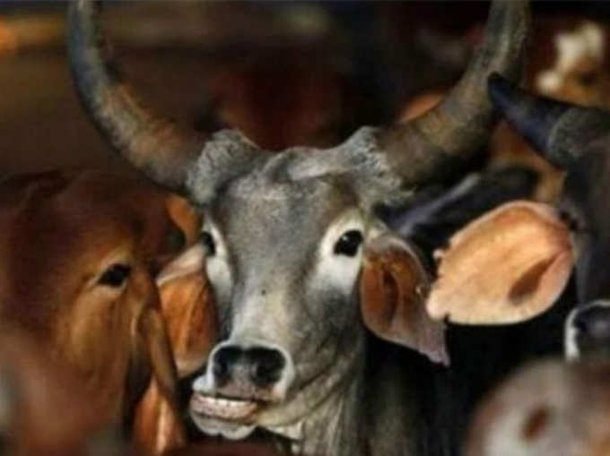 गाय का रंभाना सुनाई दे तो