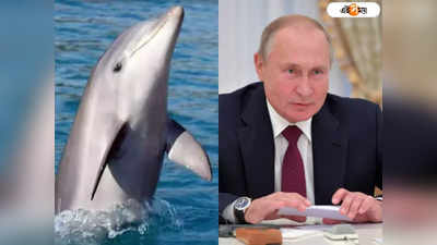 Vladimir Putin-এর নৌসেনা ঘাঁটি পাহারা দিচ্ছে প্রশিক্ষিত ডলফিনবাহিনী!