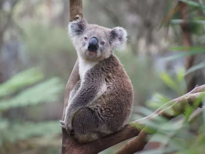 ఆస్ట్రేలియాలో కోలా (Koala)ల కంటే ఒంటెలు పది రెట్లు ఎక్కువగా ఉన్నాయి.