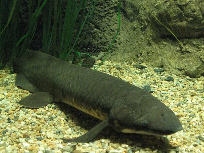 ప్రపంచంలో ఎక్కువ కాలం బతికిన చేప ఆస్ట్రేలియా లంగ్‌ఫిష్ (Australian lungfish). 65 ఏళ్లు బతికింది.