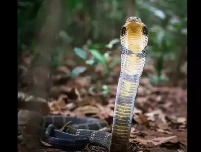 ​ಕಾಳ ಸರ್ಪ ದೋಷಕ್ಕೆ ಪರಿಹಾರ