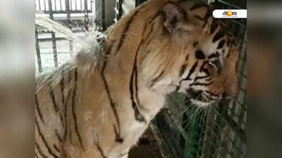 Royal Bengal Tiger: বাঘের জন্য বাথটাব! গরমে স্বস্তি দিতে নয়া উদ্যোগ বন দফতরের