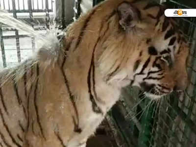 Royal Bengal Tiger: বাঘের জন্য বাথটাব! গরমে স্বস্তি দিতে নয়া উদ্যোগ বন দফতরের