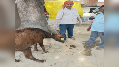 गाजीपुरः भूसा बैंक के जरिए दूर होगी गोशालाओं में पशु आहार की कमी, योगी आदित्यनाथ सरकार का नया प्लान