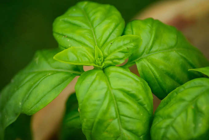 ​ಸಸಿಗಳನ್ನು ನೆಡಿರಿ