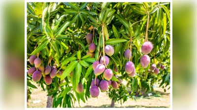 Miyazaki Mango benefits: ఈ మామిడి పండు తింటే.. కేన్సర్‌ రాదు