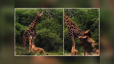 OMG! जिराफनं जंगलाच्या राजाला तुडवलं! पाहा कसा १ जिराफ ५ सिंहांवर पडला भारी