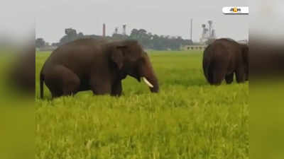 Purba Bardhaman News: ফের দলমার দাঁতালের হানা আউশগ্রামে, ফসল ক্ষতির আশঙ্কায় গ্রামবাসী