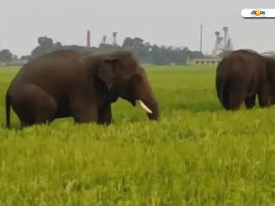 Purba Bardhaman News: ফের দলমার দাঁতালের হানা আউশগ্রামে, ফসল ক্ষতির আশঙ্কায় গ্রামবাসী