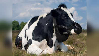 Cow Mask: गाय की डकार से गर्म हो रही दुनिया, अब मास्क लगाने की तैयारी