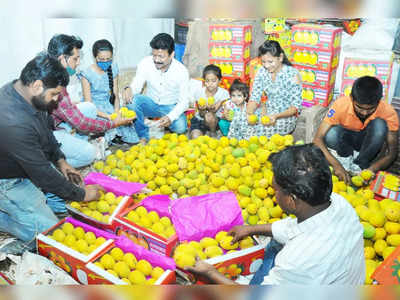 alphonso mango: गोड बातमी! आवक वाढल्याने हापूस आंबा सामान्यांच्या आवाक्यात