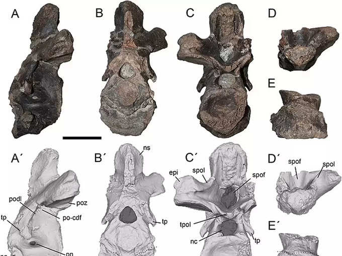 megaraptor-dinosaur