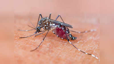 Safety From Mosquitoes : मच्छरों के लिए यमराज हैं ये 5 मॉस्किटो किलर इक्विपमेंट, चुटकियों में कर देते हैं खात्मा