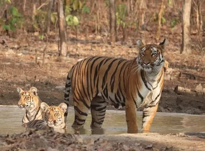 tiger photos