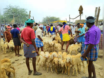 ரம்ஜான் பண்டிகைக்கு ஆடுகள் விற்பனை அமோகம்; 50 லட்சத்திற்கு ஜாக்பாட்!