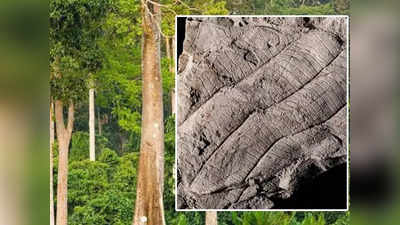 धरती पर मिला 40 लाख साल पुराना जंगल, ऊंचाई इतनी की सबसे बड़ा डायनासोर भी न पहुंच पाता पत्तियों तक