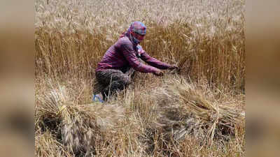 Wheat Farming: এবার বাড়বে আটার দাম! দাবদাহের প্রভাবে গম চাষ নিয়ে শঙ্কা