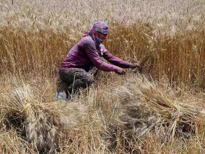 Wheat Farming