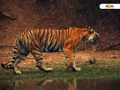 South 24 parganas: নৌকাতেই ঝাঁপিয়ে পড়ল বাঘ! দক্ষিণরায়ের হামলার পর থেকেই নিখোঁজ মৎস্যজীবী