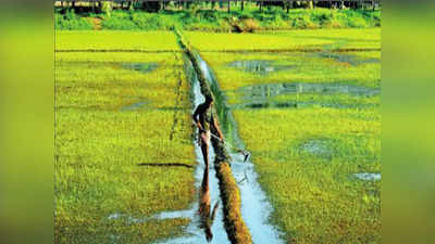 श्रीलंकेतील शेतीचा धडा, सेंद्रिय शेतीमुळे अर्थव्यवस्थाच कोलमडली!