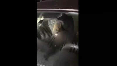 Viral Video: শ্বাশুড়ির গাড়িতে আটকে ভালুক! দেখে কী করলেন জামাই?