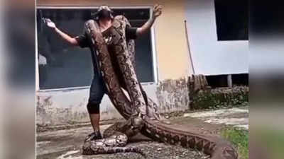 Viral Snake Dance: बंदे ने विशालकाय अजगरों को कंधे पर लटका किया डांस, वीडियो देखकर डर जाओगे!