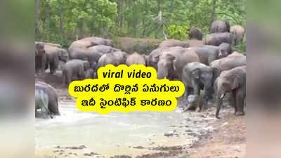 viral video: బురదలో దొర్లిన ఏనుగులు.. ఇదీ సైంటిఫిక్ కారణం 