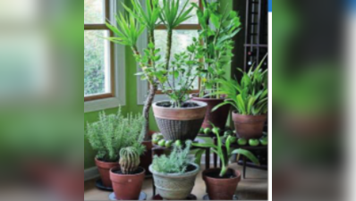 Gurugram: भीषण गर्मी और अघोषित बिजली कटौती से हैं परेशान ! इन इंडोर पौधों से घर को रखें ठंडा