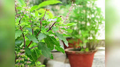 Benefits About Tulsi तुळशीच्या रोपाला पहाटे का पाणी घालावे, जाणून घ्या फायदेशीर कारणे