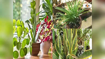 Indoor Plants: ঘরের তাপমাত্রা ১০ ডিগ্রি কমাতে চান? বাড়িতে এই গাছগুলি লাগানোর পরামর্শ পরিবেশপ্রেমীদের