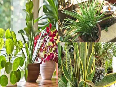 Indoor Plants: ঘরের তাপমাত্রা ১০ ডিগ্রি কমাতে চান? বাড়িতে এই গাছগুলি লাগানোর পরামর্শ পরিবেশপ্রেমীদের