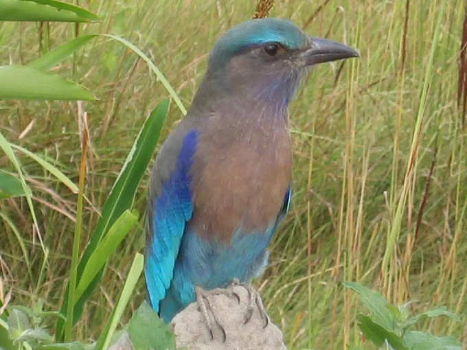 ​ಎಲ್ಲಿದೆ ಈ ಕಾಜಿರಂಗ ರಾಷ್ಟ್ರೀಯ ಉದ್ಯಾನ