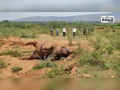 சோகம்  20 வயது மதிக்கதக்க பெண் யானை உயிரிழப்பு!