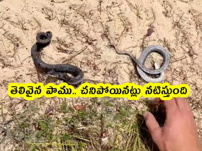 viral video: తెలివైన పాము.. చనిపోయినట్లు నటిస్తుంది