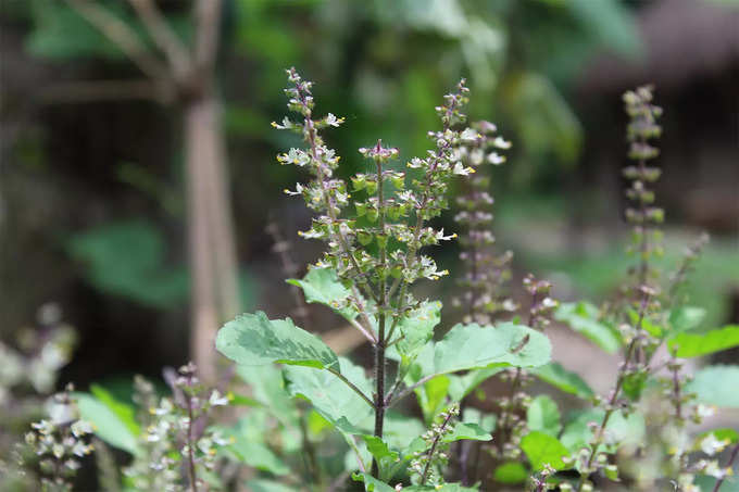 তুলসি বীজের গুণ