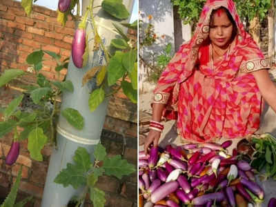 बिहार की महिला ने किया कमाल, पांच फुट की PVC पाइप में उगाती हैं 5 किलो सब्जी