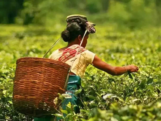 Tea Farming