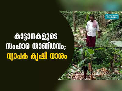 കാട്ടാനകളുടെ സംഹാര താണ്ഡവം; വ്യാപക കൃഷി നാശം