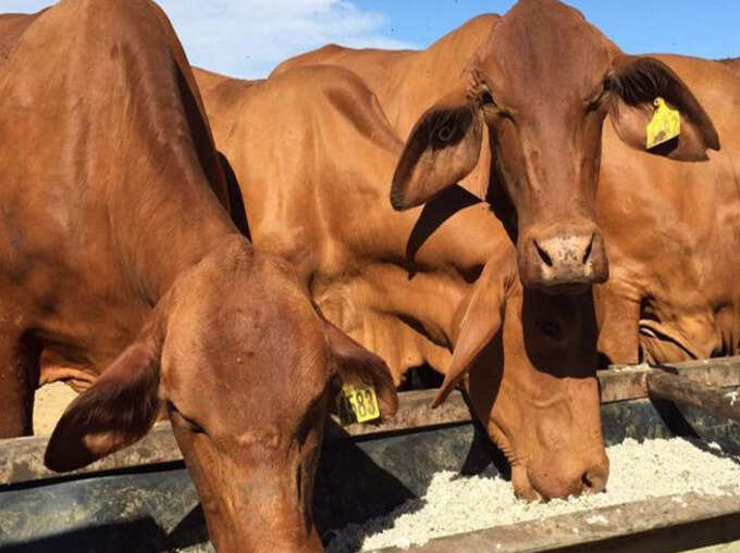 गाय को खिलाएं मीठी पूरी गाय को खिलाएं मीठी पूरी