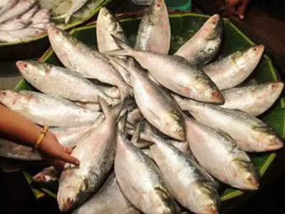 Hilsa fish Price: ওজন আড়াই কেজি! মৎস্যজীবীর জালে জায়ান্ট ইলিশ